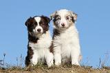 BERGER AUSTRALIEN PUPPIES 254